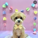 스마일댕 이미지