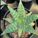 알로에 3대장 : 베라(Vera), 사포나리아(Saponaria), 아보레센스(Arborescens) 이미지