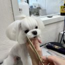 절세미견 이미지