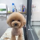 은평애견 이미지