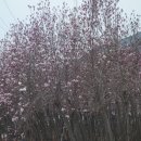 삽교화원