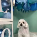 페스츄리(PET'S TREE) 이미지