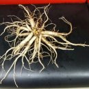 청솔슈퍼 이미지