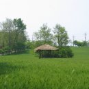 보리밭 이미지