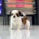 오롯이;독 이미지