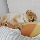 돌아온뚱이