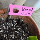 납매 씨앗 터짐 ㅎㅎㅎ 이미지