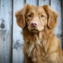 예쁜강아지 이미지