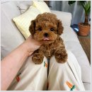 광주강아지분양 애견분양 마마스미독 광주점 이미지