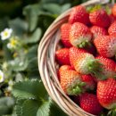 딸기약국 이미지