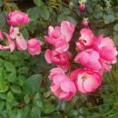 맘보민박 이미지