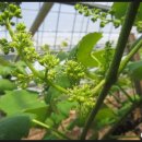 향기포도농원 이미지