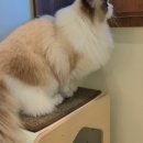 고양이호텔 윤집사 이미지