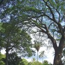 [미주현대불교 2025. 8월호] 하와이 최초의 불교신자인 메리 E. 포스터 - 미국여성불교 이미지