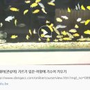 열대어(관상어) 기르기 입문 이미지