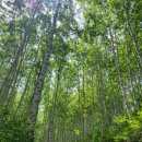 2023년 산림청선정 1위 인제 원대리 자작나무숲 이미지