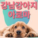 쉽게 배우는 강아지 아로마 테라피 | 펫 헬스케어의 정점, 강남강아지아로마 케어 배워서 우리 아이 스트레스 싹!