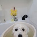 그루밍:담 이미지