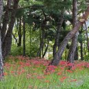 한밭수목원 이미지