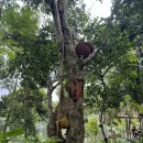 안인농장 이미지