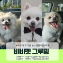 비비펫미용 이미지