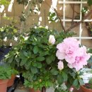 아젤리아 이미지