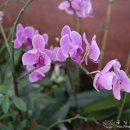 라볼르(La Baule) 이미지