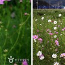 북천 레일바이크 역사 이미지