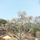 개나리목장 이미지