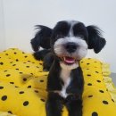 심쿵하개 애견미용 이미지