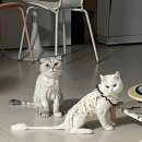 해피올동물병원 이미지