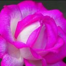 Rachmaninoff Concerto #2minus orchestra Mov / Instrumental half of Traditio 이미지