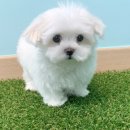 비쥬펫 이미지