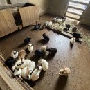 거북이동산 이미지