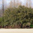 졸가시나무[Fagaceae (참나무과) ＞ Quercus (참나무속) ＞ phillyraeoides (졸가시나무)] 이미지