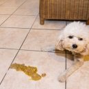 올케어 동물의료센터 이미지