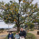 서귀포감귤박물관 | 서귀포 감귤박물관 아이랑 가기 좋은 제주 감귤 역사 체험 귤밭 구경