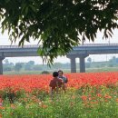 계속/＜2＞ 망구(望九)를 바라보는 고갯길에서, ＜제2막＞ 팔순 풍경을 읊다 이미지