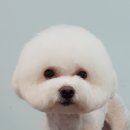 워너독 이미지