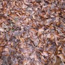 수시코스 이미지