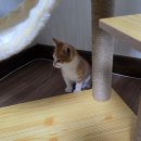 오로라 캣 이미지