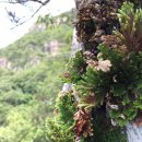 머루와 다래 이미지