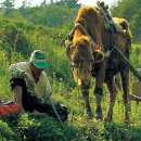 워낭소리 이미지