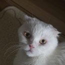 포포동물병원 네이버블로그