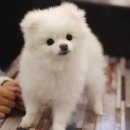도그마루 강아지고양이 안산점 이미지