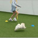 털로덮인친구들달서점 | [공지] 털로덮인친구들 미니 운동회 후기 ! 🐕[수원 / 영통 / 용인 애견유치원 털로덮인친구들 광교 본점]