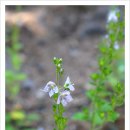 여주-0593 이미지