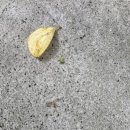 청평화훼종묘사 이미지