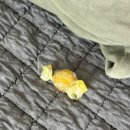 후웨이즈텐카민 | 규의 1월2월