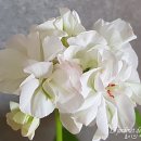 아름히메